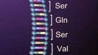 Protein Synthesis Translation 3 [upl. by Erdda]