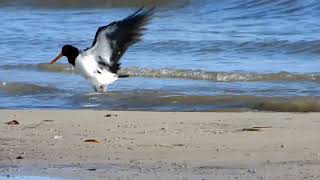 Birds at Kakadu Beach Birdhide Bribie Island winter [upl. by Maggy]