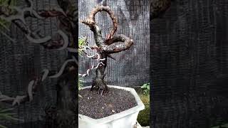 bonsai cemara bunjingi style [upl. by Durwyn]