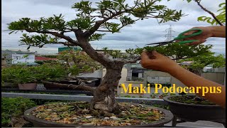 Trimming of Maki Podocarpus Bonsai [upl. by Crichton198]