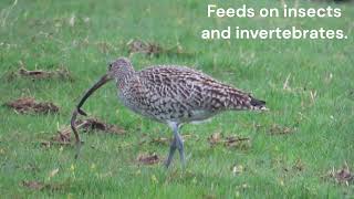 Curlew eating an earth worm [upl. by Squier]