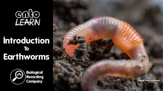 Introduction To Earthworms [upl. by Noit]