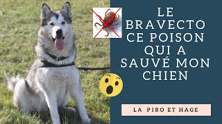 CHIEN Bravecto ce poison qui a sauvé mon chien [upl. by Brianne]