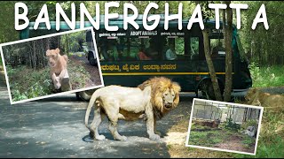 Bannerghatta National Park Safari Hindi Butterfly Park  zoo Day Trip 18 Lions amp Tigers spotted [upl. by Enelyk111]