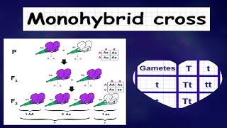 Monohybrid Inheritance 20 MCQs Part 1  Key Concepts amp Problem Solving [upl. by Githens464]