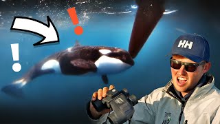 Orcas Encounter Racing Boat  1 Year On [upl. by Haizek]