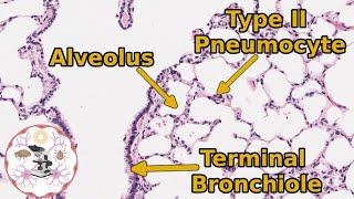 Lung Respiratory Histology  Take a Deep Breath Itll Be Okay [upl. by Artimas765]