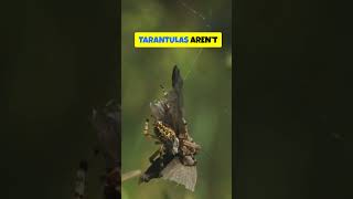 Tarantulas Up Close The Truth About These ARACHNIDS [upl. by Acissehc]