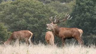 Richmond Park Nature Reserve Rutting Season [upl. by Brandice]