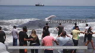 RESCATAN A BALLENA AZUL QUE VARÓ EN PLAYA EL COLORADO EN SECTOR NORTE DE IQUIQUE [upl. by Tahpos]