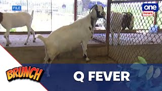 Brunch  DA says Q fever a serious threat to agriindustry [upl. by Snashall]