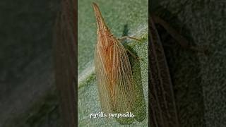 Pyrilla perpusillasugarcane leafhopperplanthopper plantpest [upl. by Aspia301]