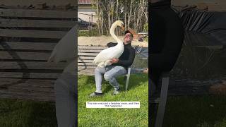 This man rescued a helpless swan and then this happened animalshorts shortvideo [upl. by Ayekel]