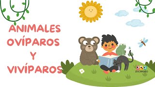 Animales ovíparos y vivíparos para niños de preescolar  EducaMundo [upl. by Notyalk]