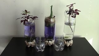 DIY Aquaponics planters of plastic bottle [upl. by Poland784]