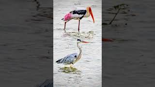 Twin birds birdslover naturephotography sidsriram shortvideo music [upl. by Lavinie913]