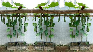 Growing Angled luffa for many fruits at home is unbelievable simple for beginners [upl. by Dibru649]