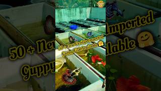 50  New Veritys Imported Guppy Fish Available 🤗 fish guppy shorts shortvideo [upl. by Aicenat]