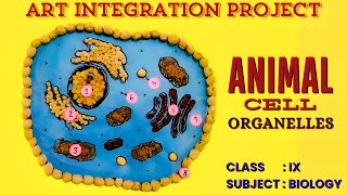 Animal Cell Model Using PULSES [upl. by Llenyar]