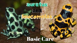 Dart Frog Care Series Part 2 Dendrobates leucomelas amp Dendrobates auratus [upl. by Tymes204]