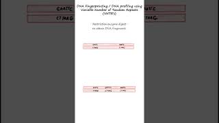 DNA profiling or DNA fingerprinting using RFLPs and VNTR probes genetics biology forensics [upl. by Yanahc970]