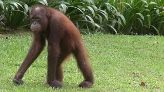 Sepilok Orangutan Rehabilitation Centre Sabah Malaysia [upl. by Grenville665]