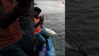 Back to Back Horseeye Jack Caught Using Prawn Baits fishing fishingvideo seafishing [upl. by Airdnekal]