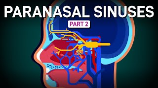 A Decent Tour of Sinus Innervation and Blood Supply [upl. by Dee Dee290]