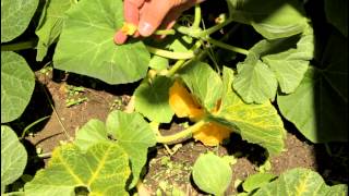 How to Pollinate your Huge Pumpkin Blossoms to Get More Pumpkins with California Gardener [upl. by Albion]