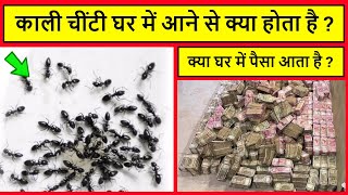 kali chiti ghar mein aane se kya hota hai  काली चींटी घर में आने से क्या होता है  black ant [upl. by Ezitram280]