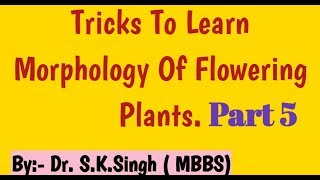 morphology of flowering plants class 11  How to write Floral Formula FabaceaeSolanaceae Lilaceae [upl. by Shayna]