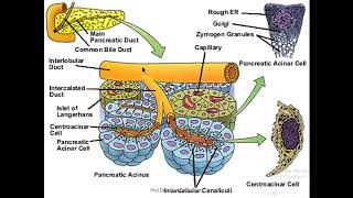 Pancreas [upl. by Adar]