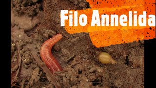 Filo Annelida [upl. by Akim157]