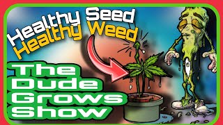 Nurturing Green Beginnings Essential Tips Cannabis Seedlings  The Dude Grows Show 1495 [upl. by Gae]