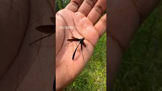 Huge Ichneumon Wasp That I Caught insectsbugspidertarantulawaspinvertebratesentomologyfyp [upl. by Fortunia]