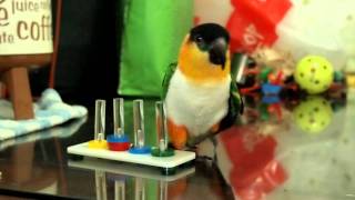 my caique parrot gei gei playing tricks [upl. by Delphine671]