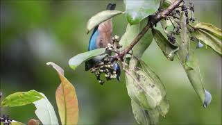 AVIS EQUATORIALIS  RESERVA MAYU GUAJALITO [upl. by Arateehc]