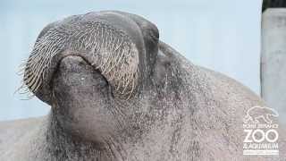 ET the Walrus practices his vocalizations at Point Defiance Zoo amp Aquarium [upl. by Jyoti]