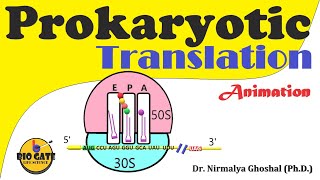 Prokaryotic Translation Protein synthesis in bacteria animation [upl. by Ulane632]