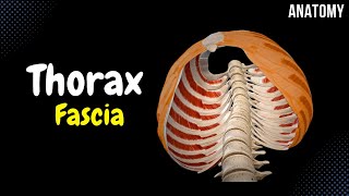 Fascia of the Thorax Endothoracic Thoracic Clavipectoral Pectoral Fascia [upl. by Anelhtak]