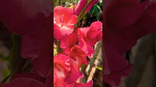 Spectacular Gladioli Blooms smallyoutuber prettyflowers blooms gladiolus gladioli [upl. by Vern76]