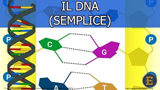 39 Il DNA semplice 130 min [upl. by Nennerb]