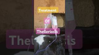 treatment of Theileriosis in cow 🐄  symptoms of Theileriosis treatment of anorexia [upl. by Genisia]