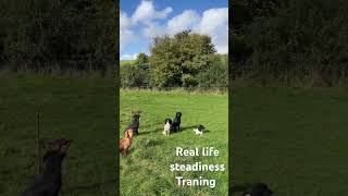 Gundog ￼training steadiness in the field ￼  gundog dogtraining huntingSpaniel Labrador ￼￼ [upl. by Mcclary848]