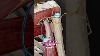 Intermuscular Spaces Anatomy 3d  medicalmedics 3d anatomy viral shorts [upl. by Adachi]