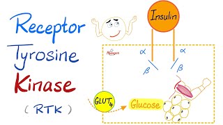 Insulin Receptor Tyrosine Kinase RTK  How insulin works [upl. by Acnoib542]