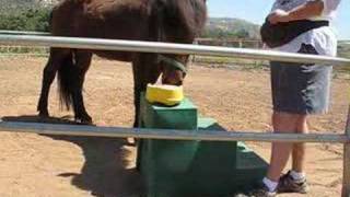 Icelandic Horse Plays Piano [upl. by Ruberta]