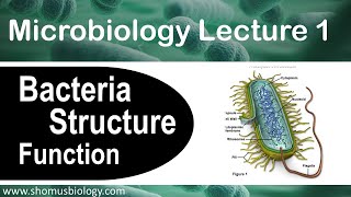 Microbiology lecture 1  Bacteria structure and function [upl. by Daphene]