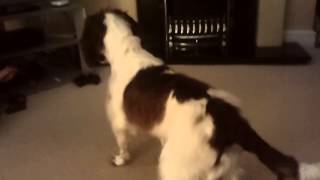 Springer spaniel reacts to Playstation [upl. by Enneirda216]