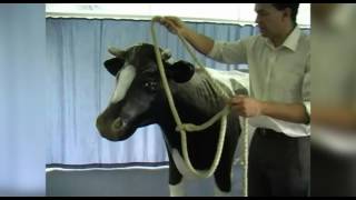 Applying a cow halter [upl. by Lamori]